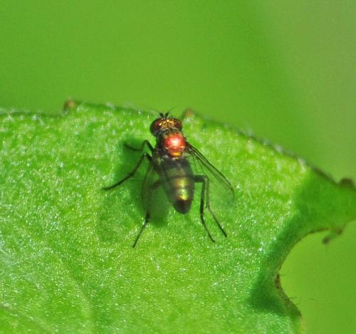 Réf. 307 655 : Chrysotus sp.